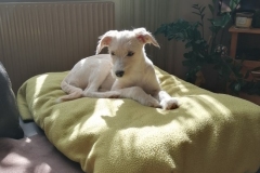 Mimi-1