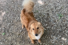 Mirela-1