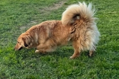 Mirela-3