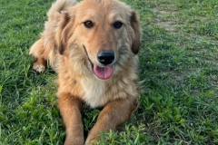 Mirela-7