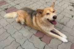 Misko-2