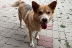 Misko-3