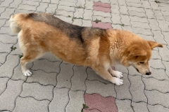 Misko-5