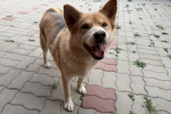 Misko-6