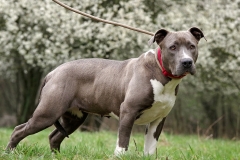 Nala-11