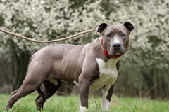 Nala-13