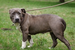 Nala-2