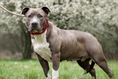 Nala-6