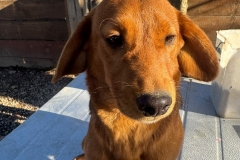 Nala-1