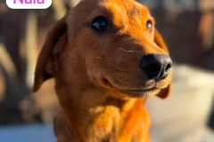 Nala-2