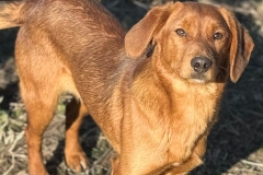 Nala-3