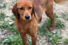 Nala-4