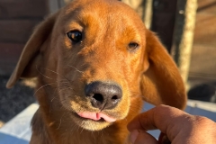 Nala-6