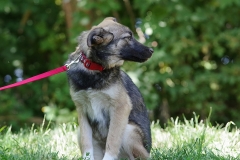 Nala-11