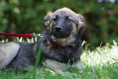 Nala-12