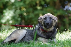 Nala-13