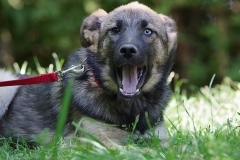 Nala-14