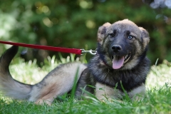 Nala-15