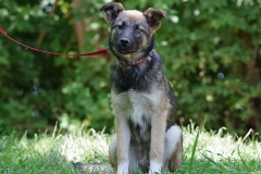 Nala-17