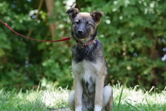 Nala-18