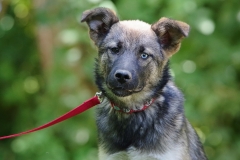 Nala-25