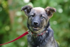 Nala-26