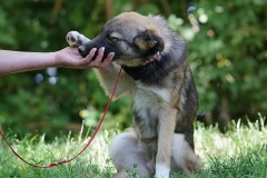 Nala-7