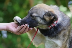 Nala-8