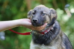 Nala-9