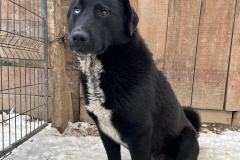 Nilo-1