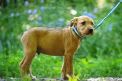 Oliver-10