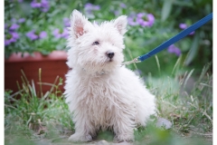 Oskar-2