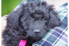 Peggy-3