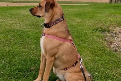 Penny-Penelope-1 Penny-Penelope-1