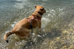 Penny-Penelope-5 Penny-Penelope-5