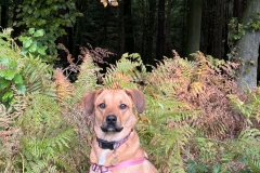 Penny-Penelope-8 Penny-Penelope-8