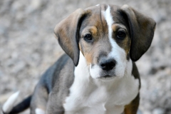 porthos6