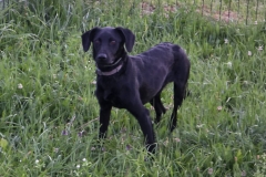 Ralf-2