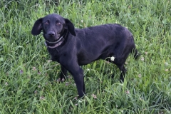 Ralf-5