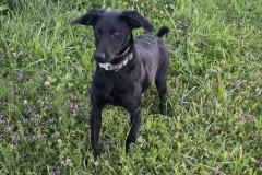 Ralf-6