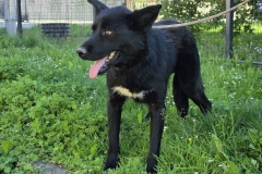 Rik-4