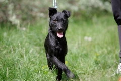 Rocco-19