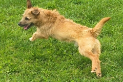 Rolly-1