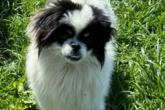 Rony-2