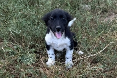 Rosie-2
