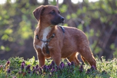 Rudi-3