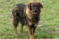 Sammy-2