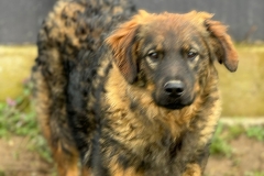 Sammy-3