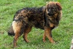 Sammy-4