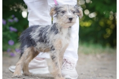 Sheeba-3